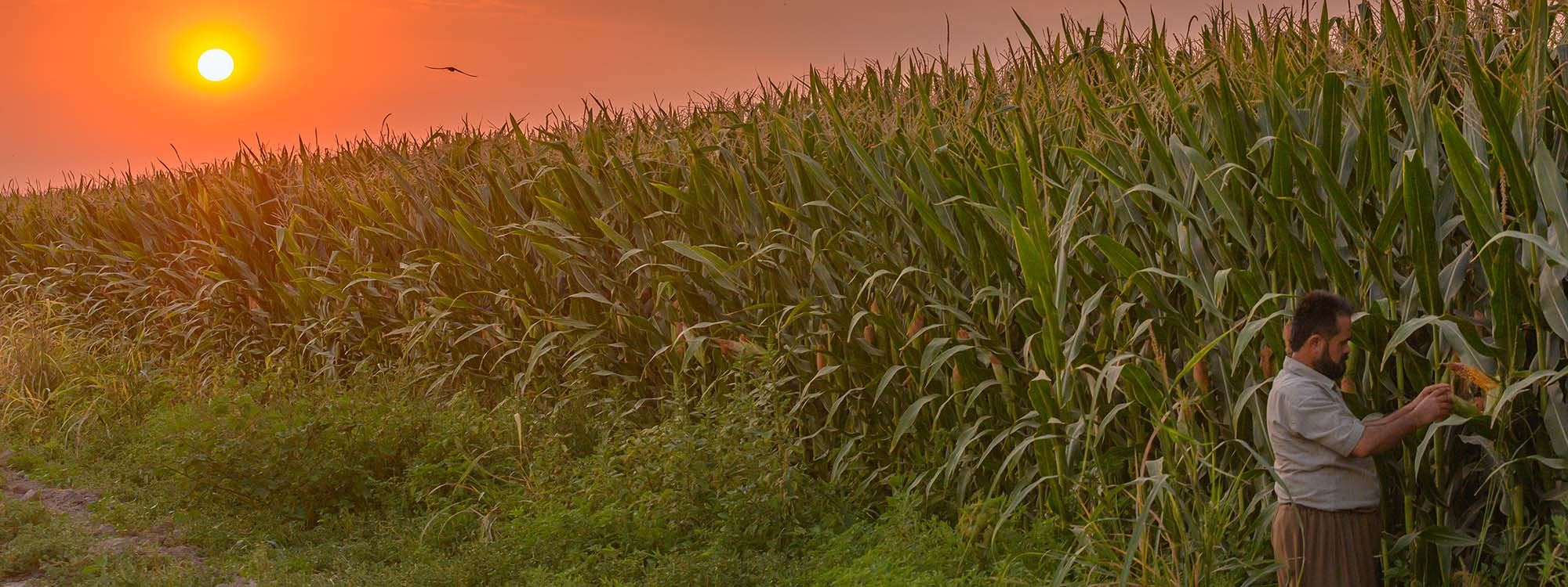 WÊNE – Berhemanîna garis li Hewlêrê
