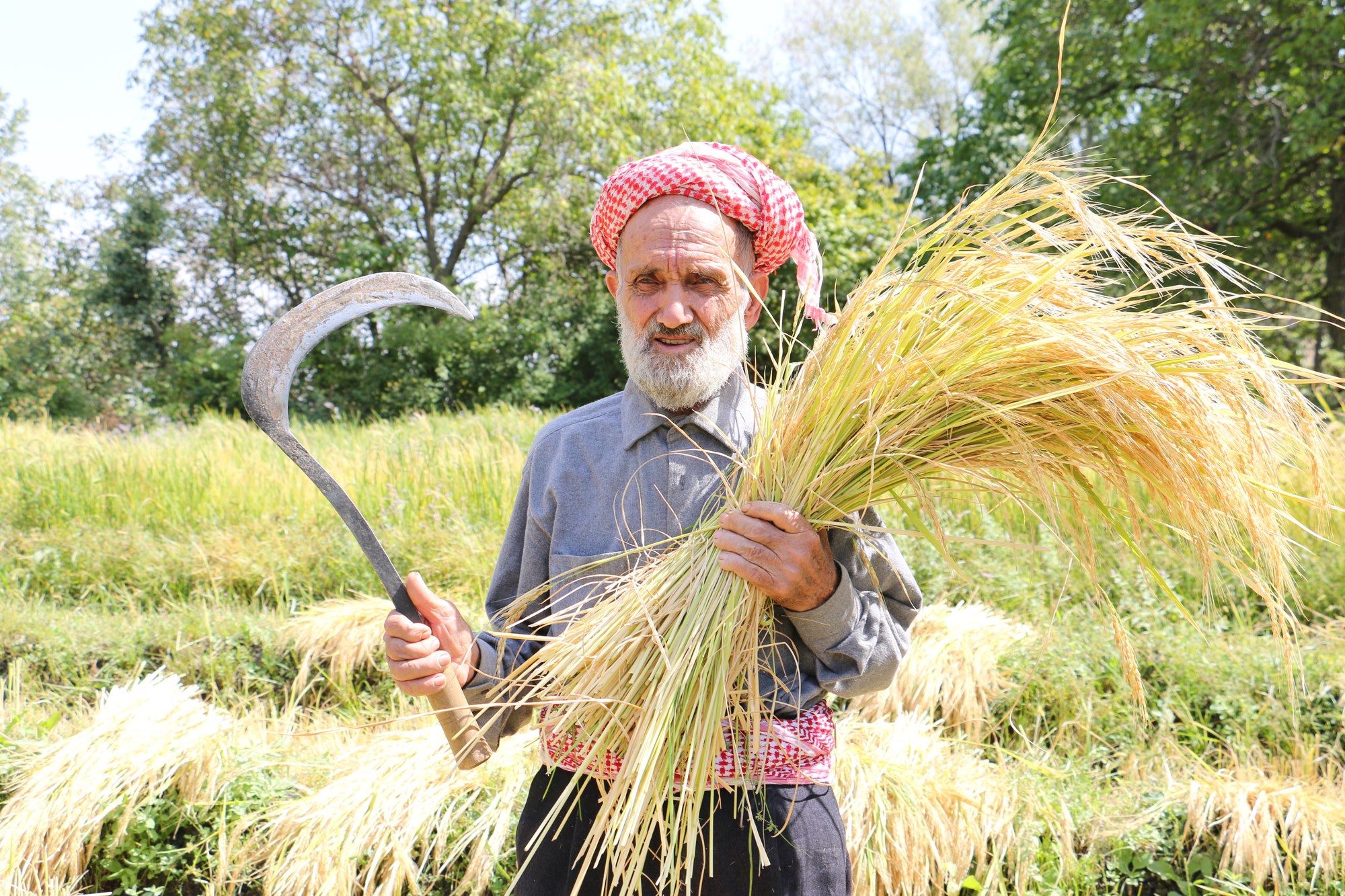 Bitlis'te geleneksel yöntemlerle ekilen kursunç pirincinde hasat başladı