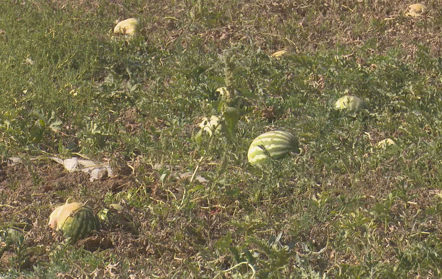 بێگەرد تاڵەبانی: دەست بەسەر بەرهەمی کشتوکاڵیی قەدەخەدا دەگرین و شوێنی فرۆشتنیان دادەخەین