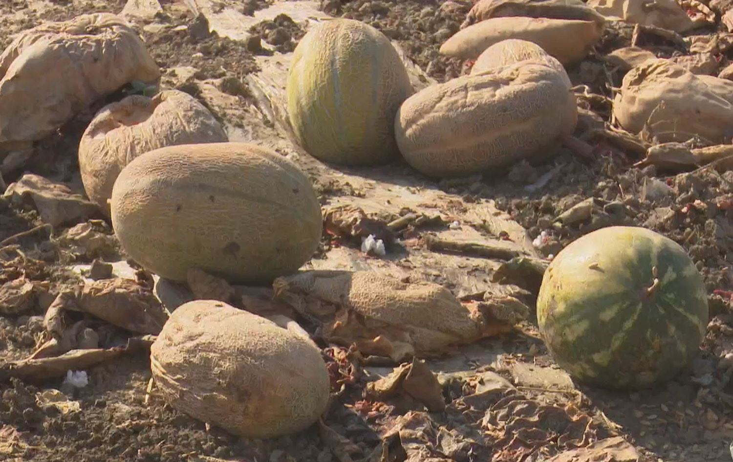 کشتوکاڵی سلێمانی: بەرهەمی کشتوکاڵی قاچاخ زیانی زۆری لە جووتیاران داوە