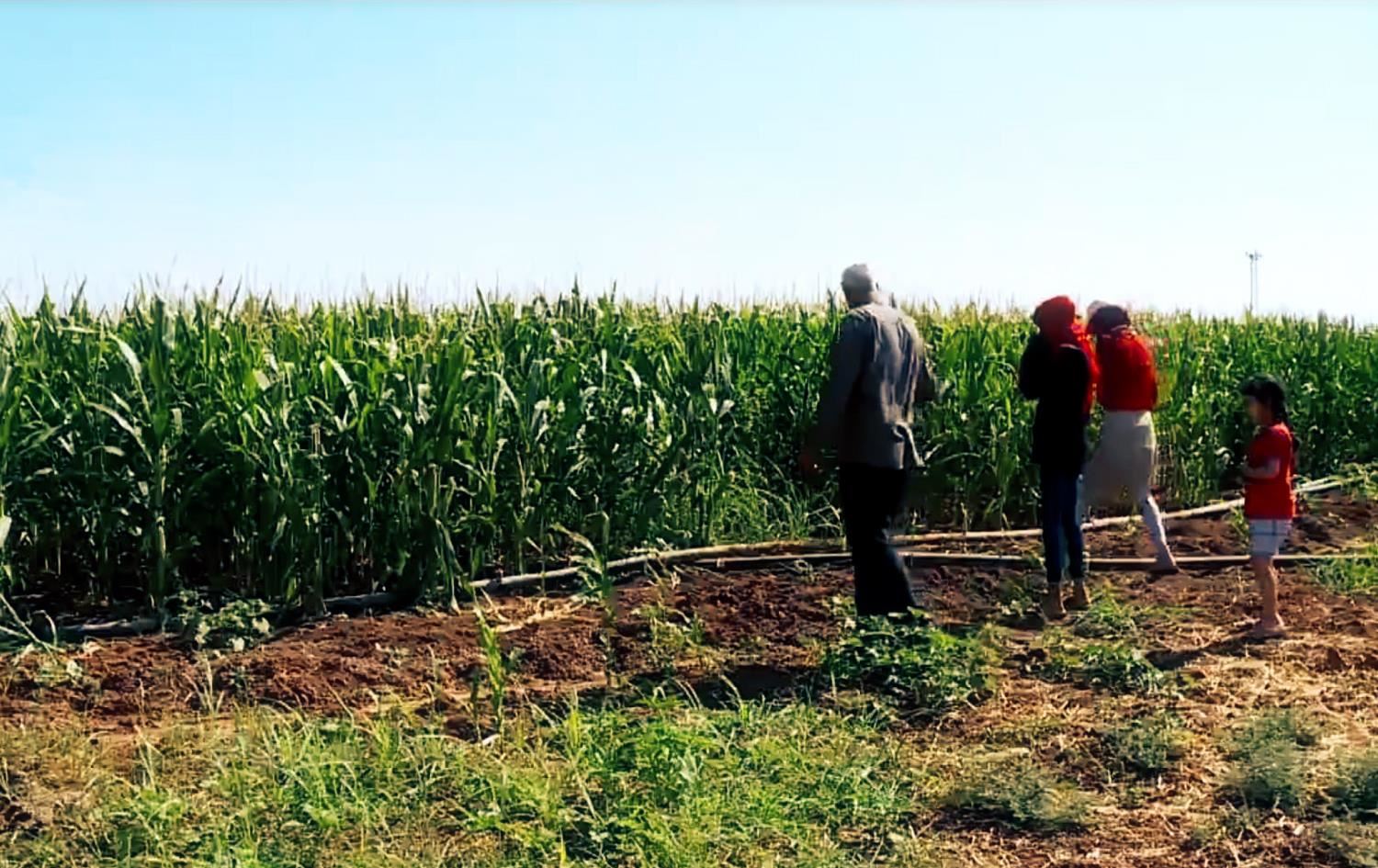 Koçberên Rojava li Bakurê Kurdistanê karê avdaniyê dikin