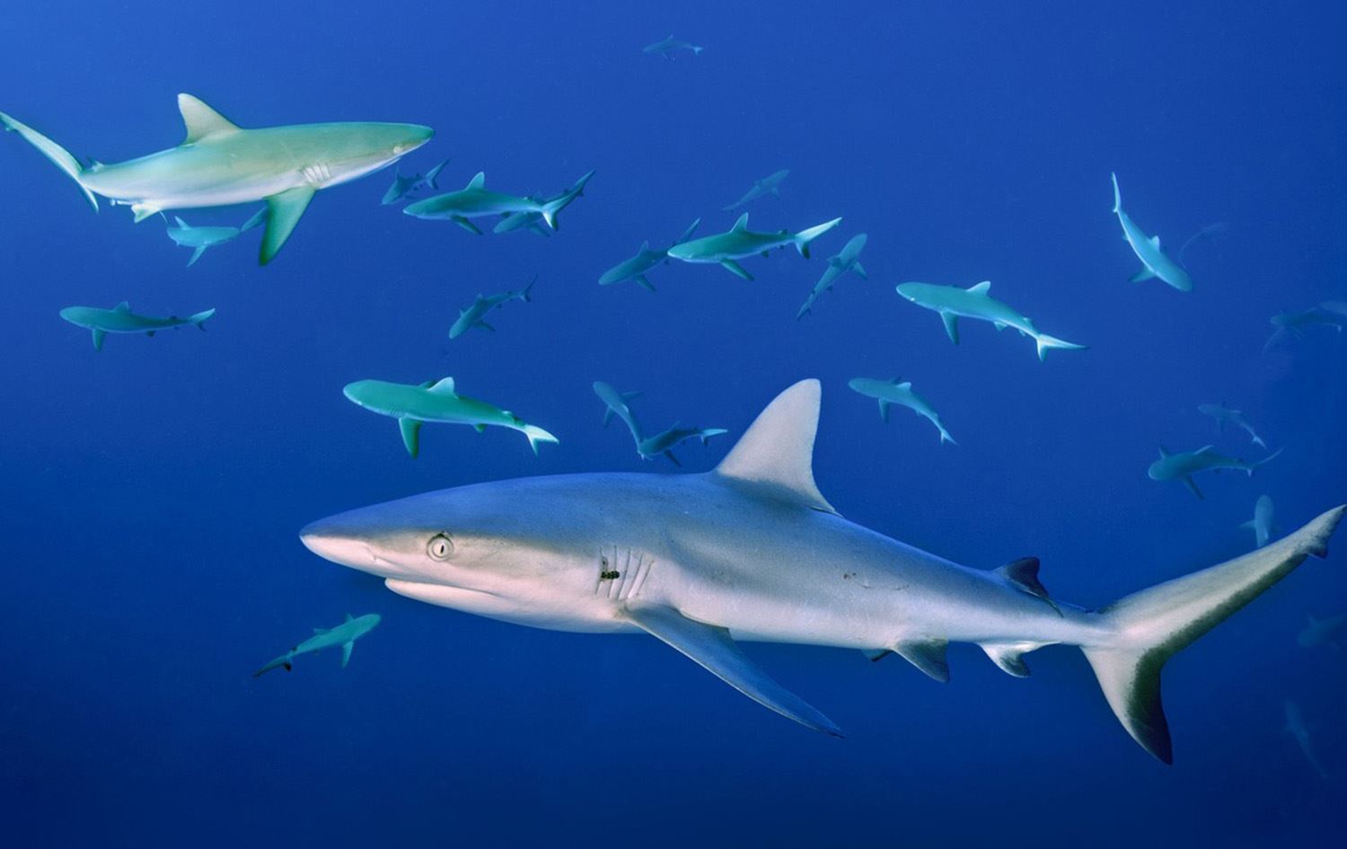 ژینگەپارێزان هۆشداریی دەدەن لە کوشتنی نیو ملیۆن قرش بۆ دروستکردنی ڤاکسین