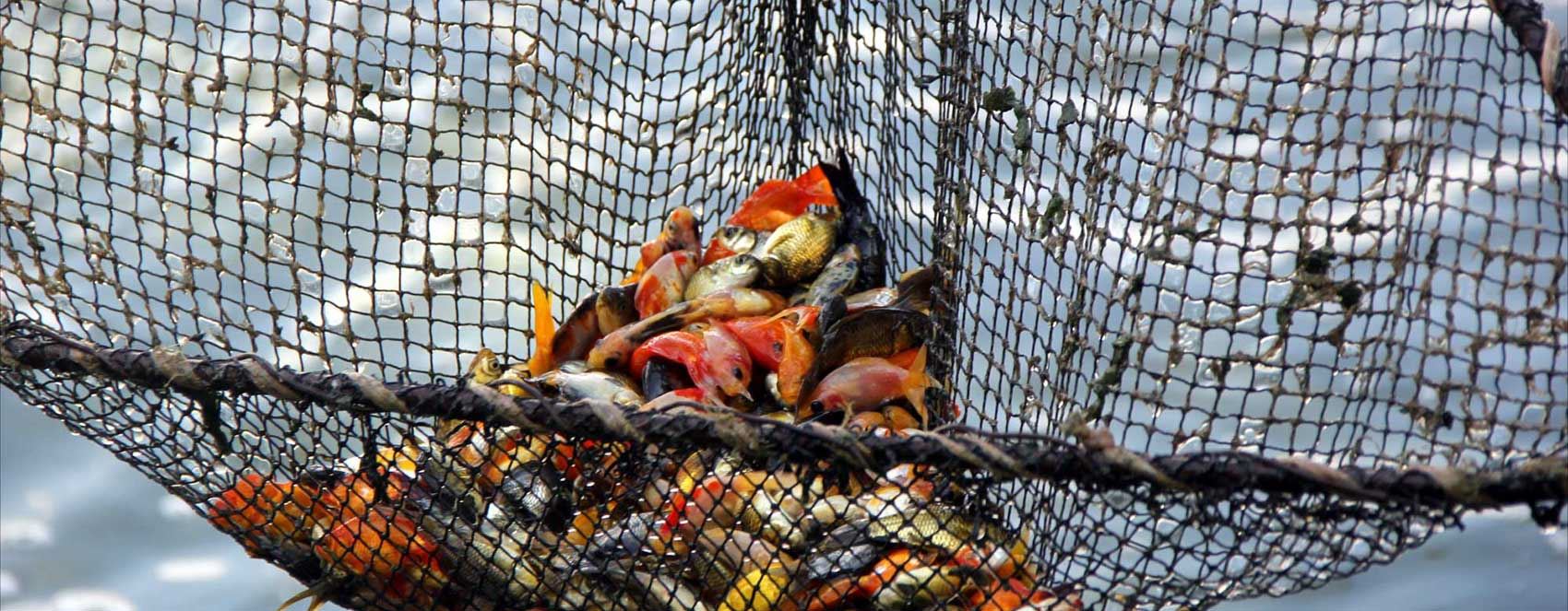 Fotoğraflarla pamuk tarlalarının arasında ‘süs balığı’ yetiştiriciliği