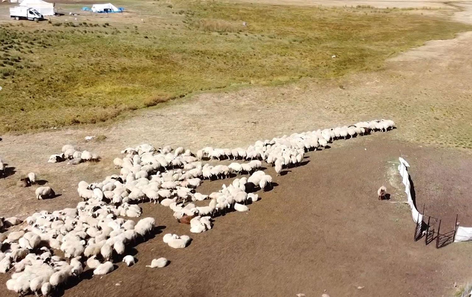 کۆچی رەوەندەکانی دێرسیم لە کوێستانەکان بەرەو گوندەکانیان دەستیپێکردەوە