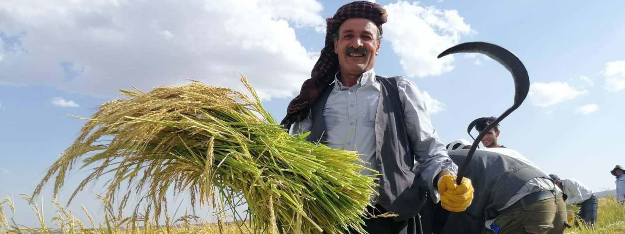 WÊNE - Werza dirûna birincê Qerejdaxê dest pê kir