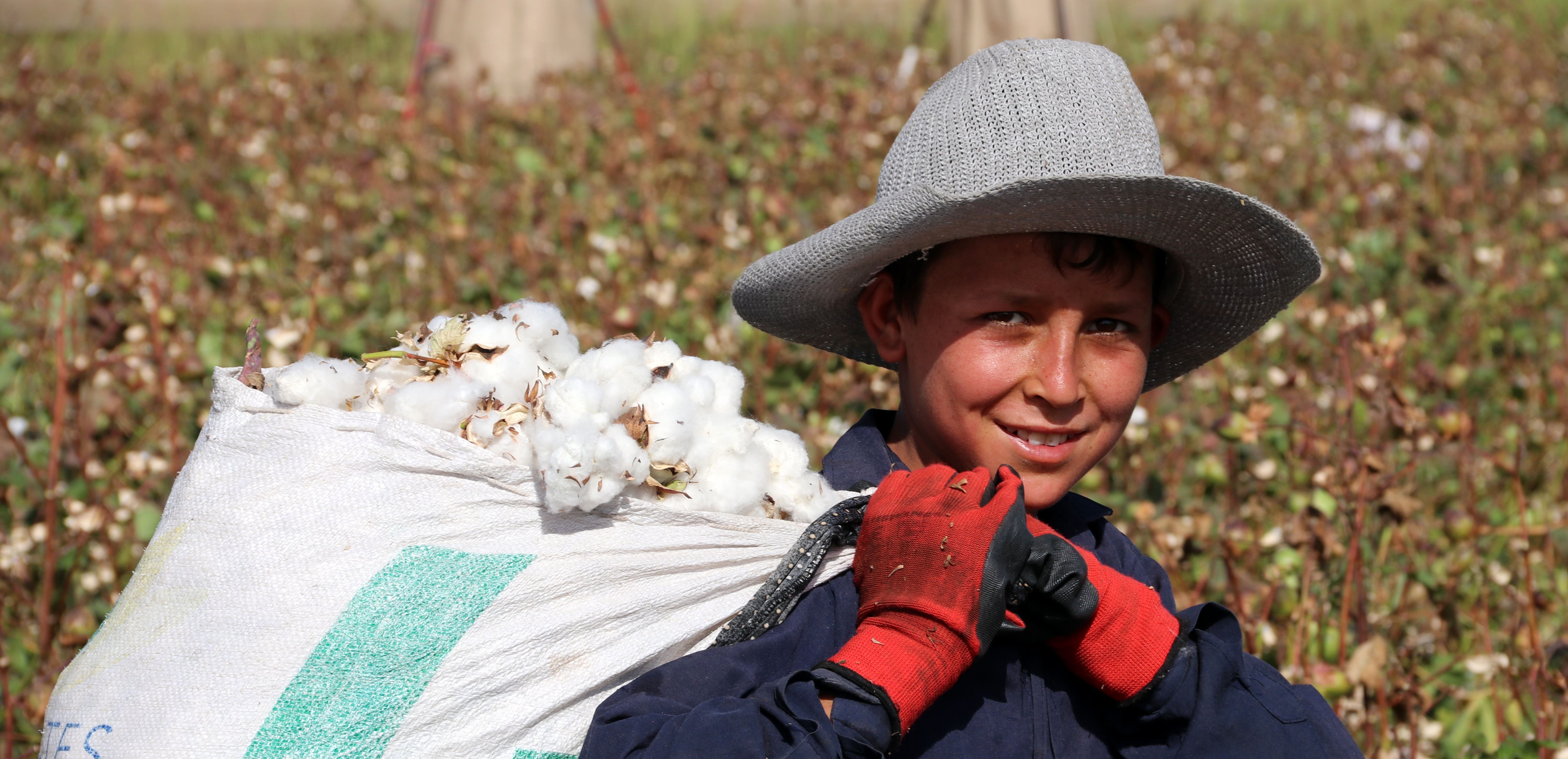WÊNE - Li Rihaya dema berhevkirina pembû ye