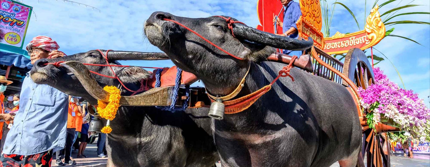 فێستیڤاڵی ساڵانەی گامێش لە تایلەند