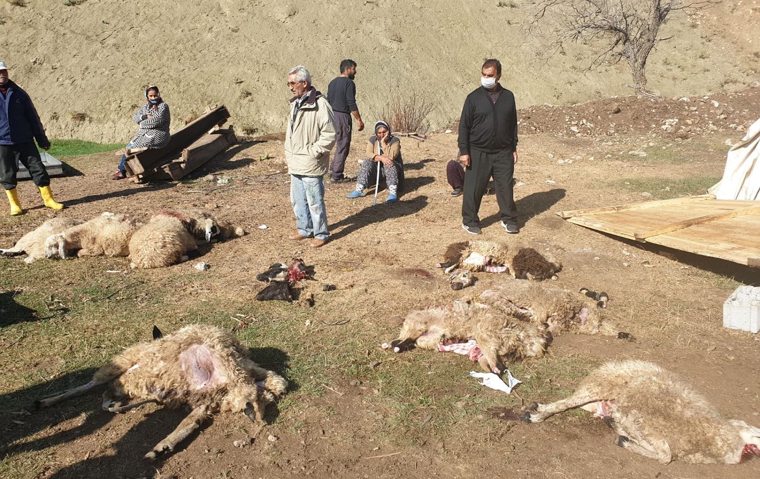 Hirçên boz 70 mih mirar kirin