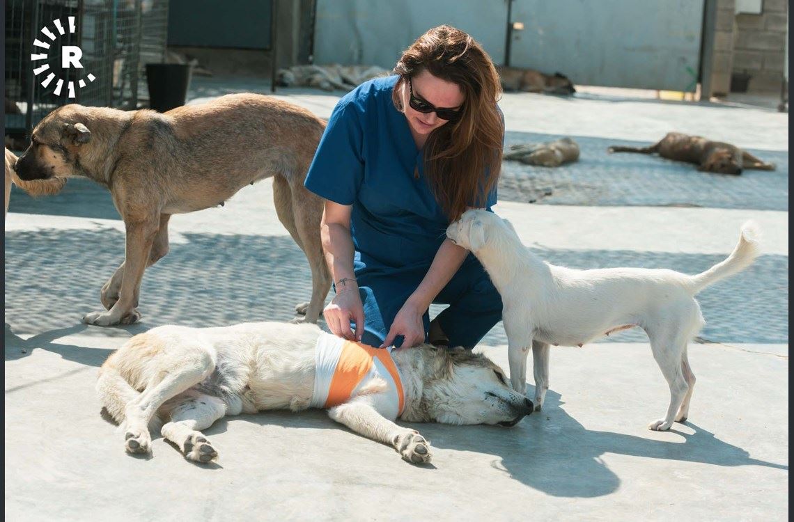 FOTO - Erbil'de kimsesiz hayvanlara sıcak bir yuva olan dernek