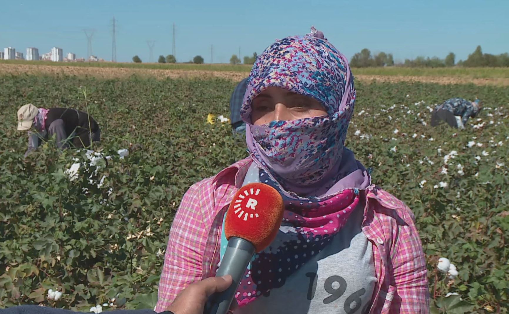 Li Amedê heyamê berhevkirina pembû destpê kir