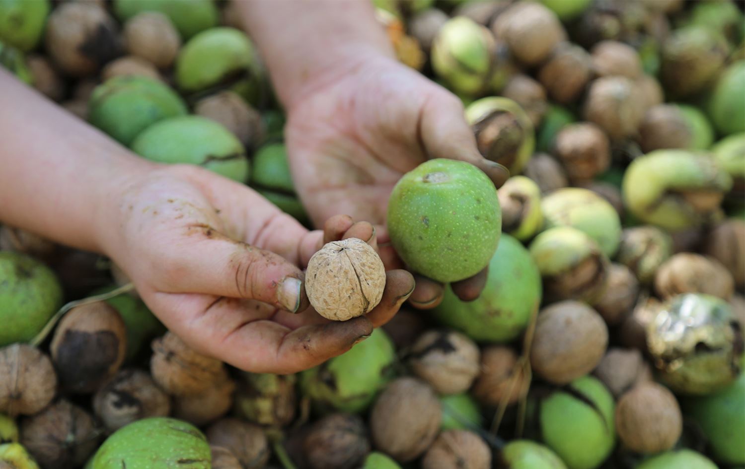 Dersim’de ceviz hasadı başladı