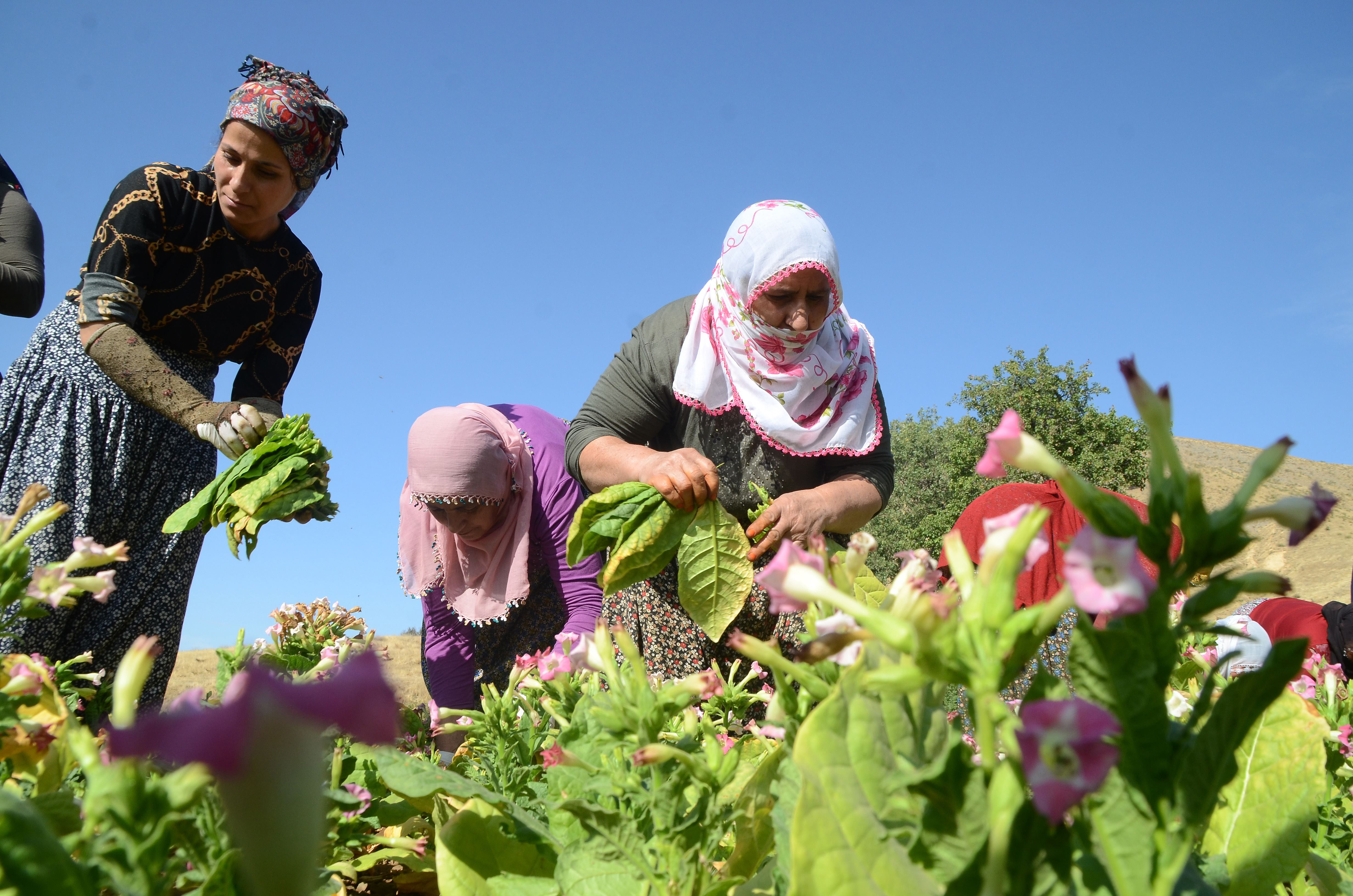 FOTO - Bitlisli kadınların zorlu tütün mesaisi başladı
