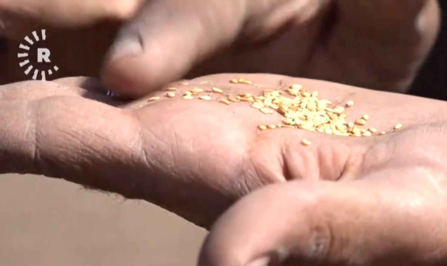 Berhema kuncî û tehîn li Dêrik a Rojavayê Kurdistanê kêm bûye