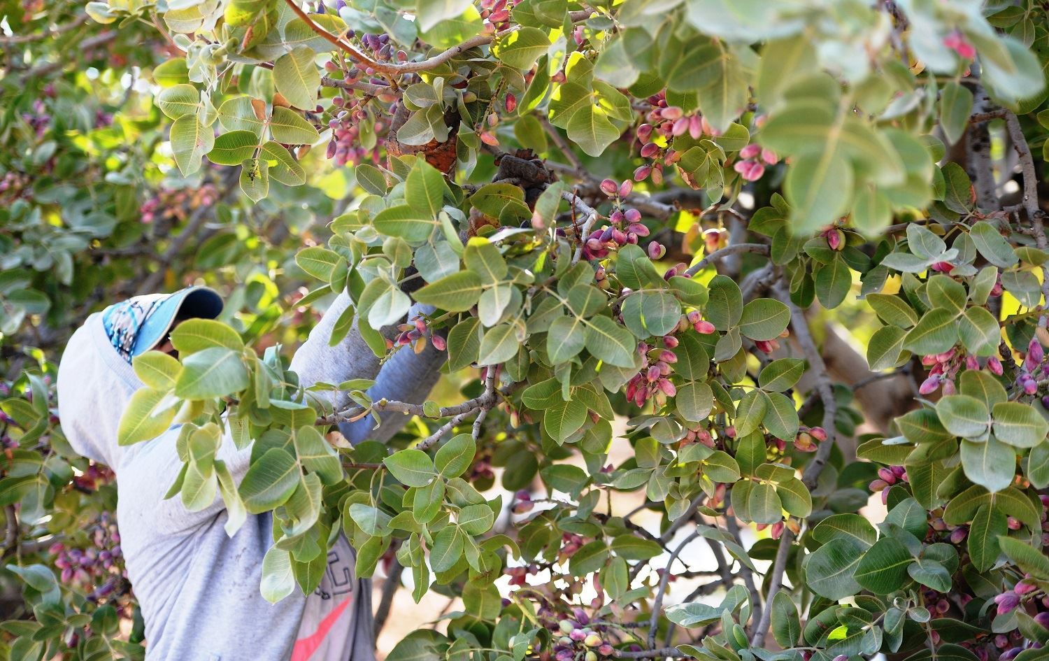 Mardin'de 2 bin 500 ton fıstık hasat edildi