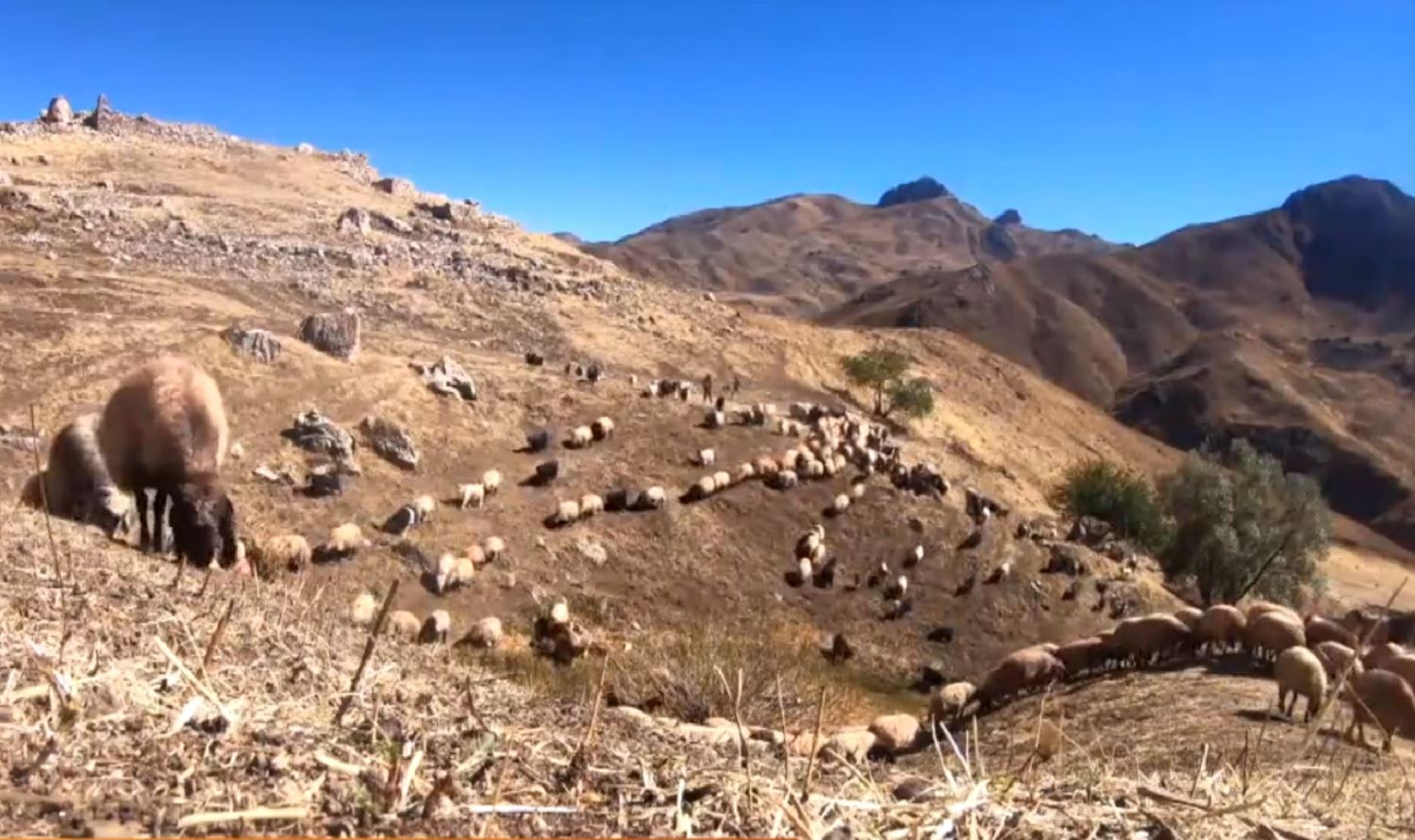 Koçer ji zozanên Feraşînê vedigerin warên xwe