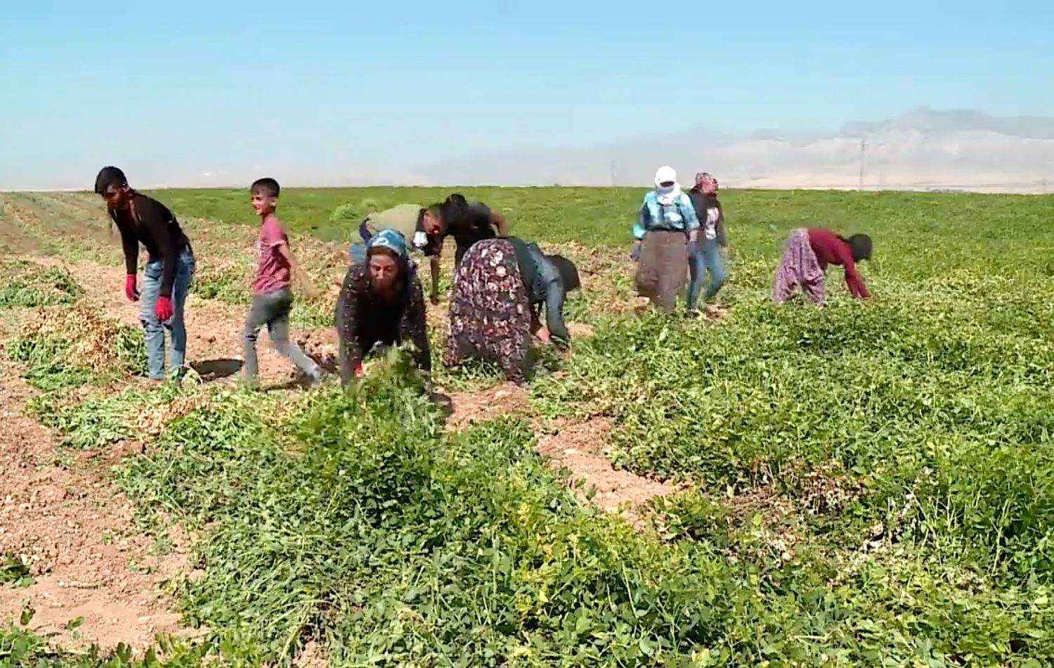 Peanut harvest begins in Silopi