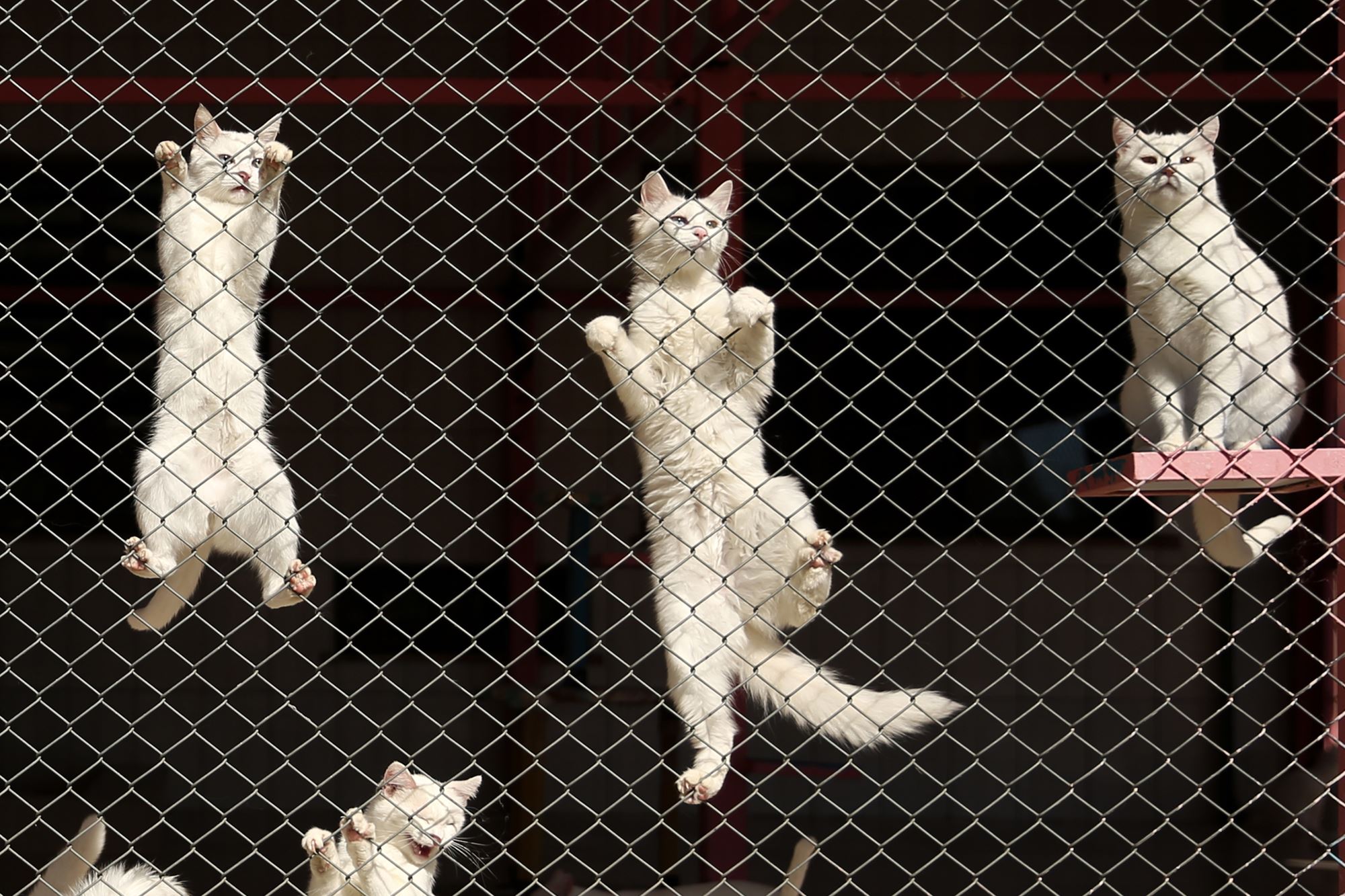 FOTO - Van kedileri pandemi sürecinden olumsuz etkilendi