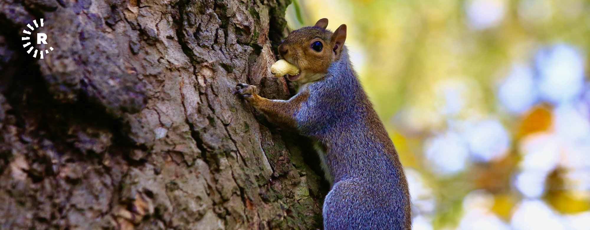 WÊNE – Payîz li Parka Saint James a Londonê