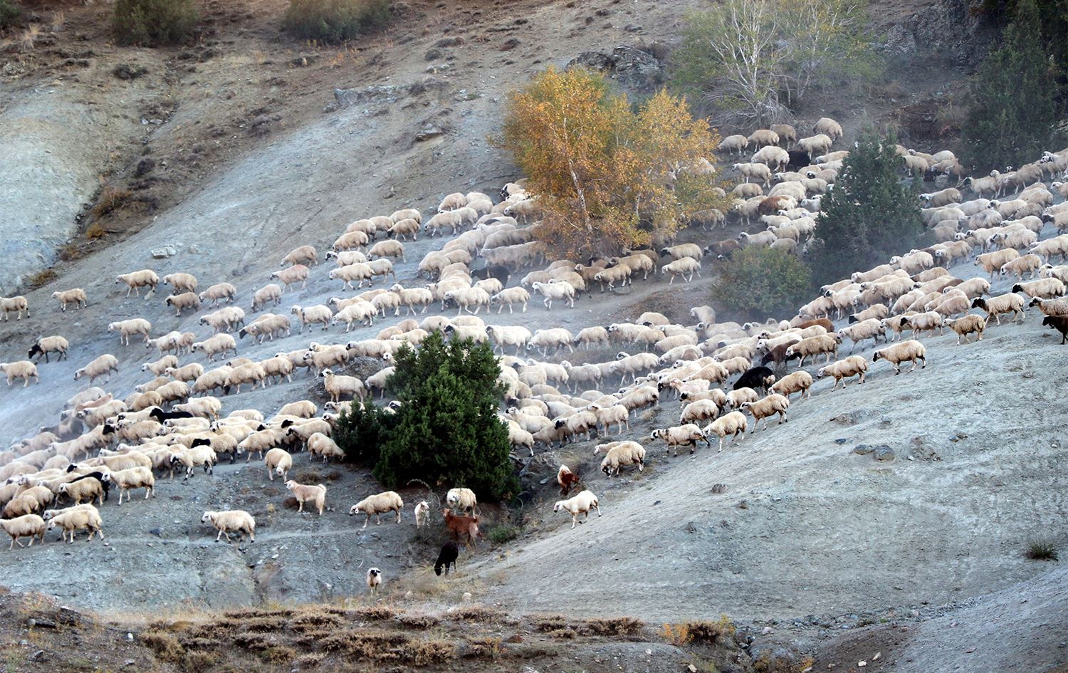 Munzur Dağındaki yayla mesaisini tamamlayan göçerler dönüş yolunda