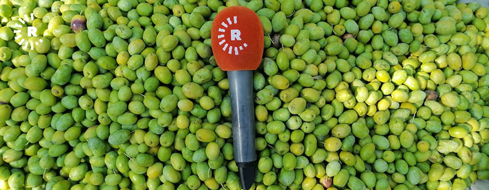 FOTO - Derik’te zeytin hasadı başladı