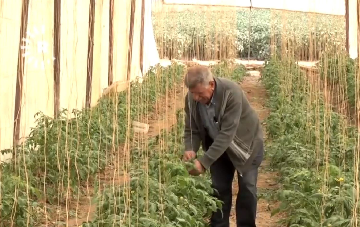 Li Rojavayê Kurdistanê çandiniya li xaniyên plastîk zêde bûye