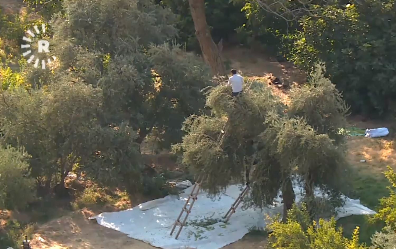 Li Dêrika Çiyayê Mazî werza berhevkirina zeytûnan dest pê kir