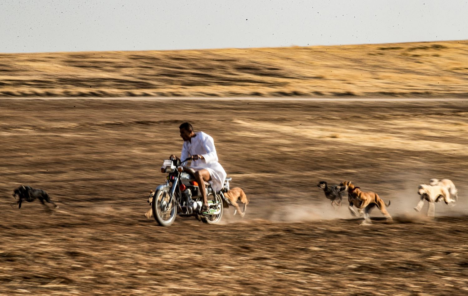 Syrian village trains racing dogs despite war and pandemic