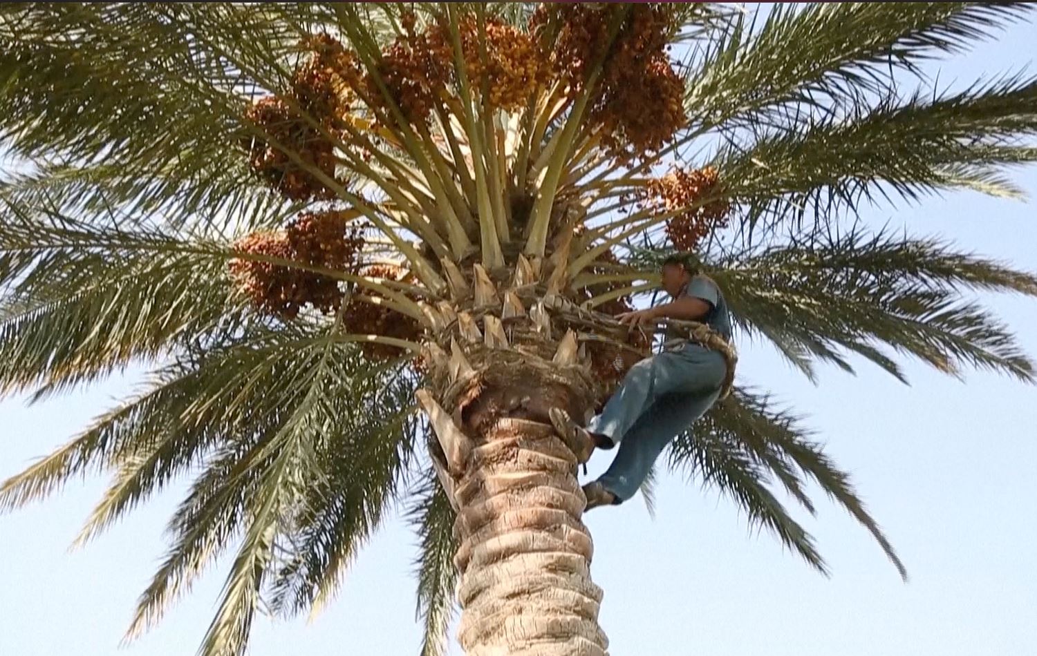 Iraq's ancient 'palm climbers' struggle for survival