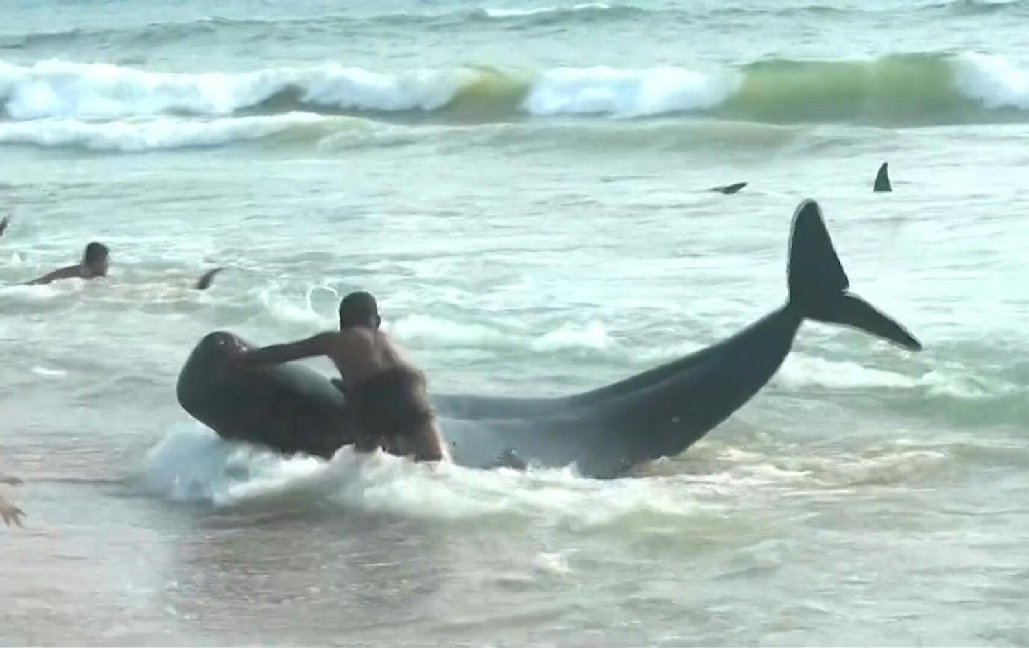 لە سریلانکا زیاد لە 100 نەهەنگ رزگارکران