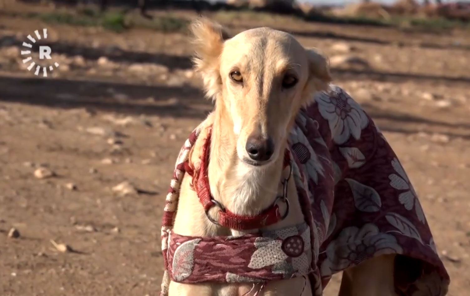 Rojava’da yetiştirilen tazılar Körfez ülkelerine ihraç ediliyor