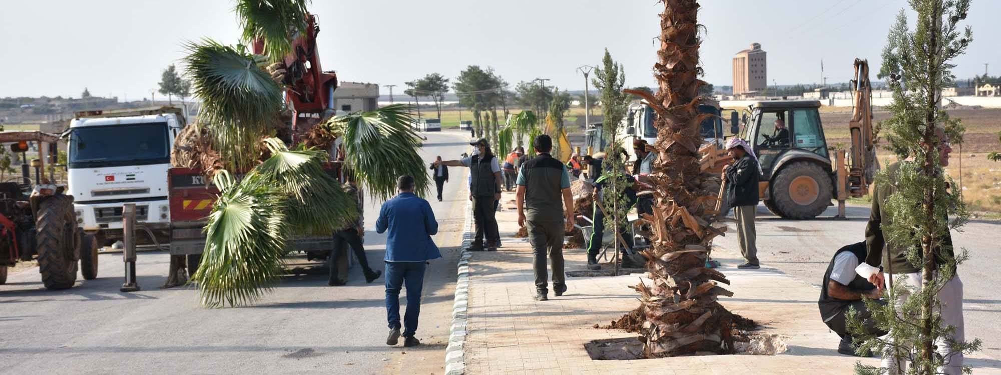 Tirkiyê dest bi çandina daran li Girê Spî û Serê Kaniyê kiriye