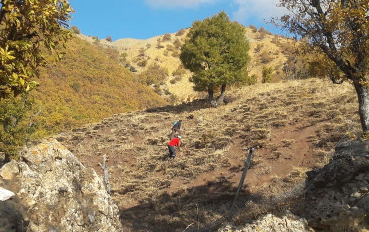 Dersimli köylüler ağaçlandırma için meşe palamudu dikimine başladılar