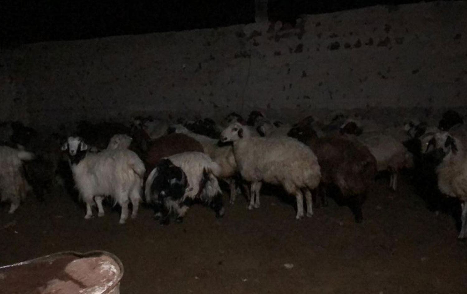 Li Qersê ji ber êrişa guran 35 serî pez mirar bûn