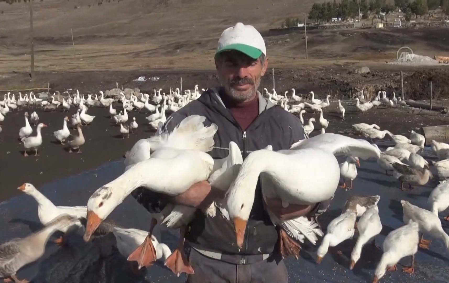 وەرزی سەرما خواست لەسەر قازی قەرس زیاد دەکات