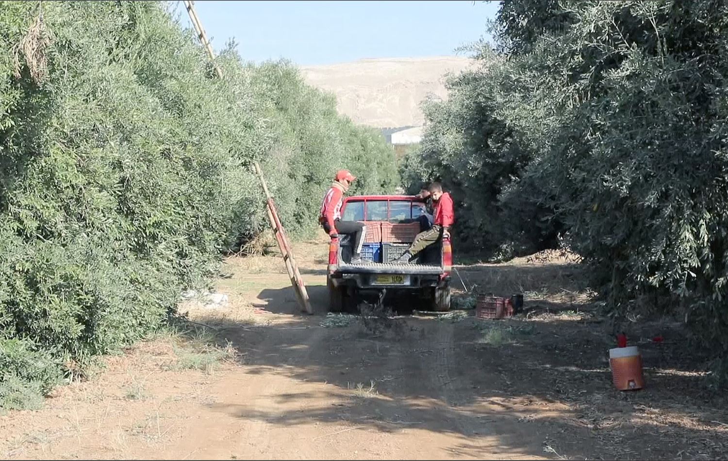 Coronavirus, foreign imports lessen demand for famed Nineveh olives