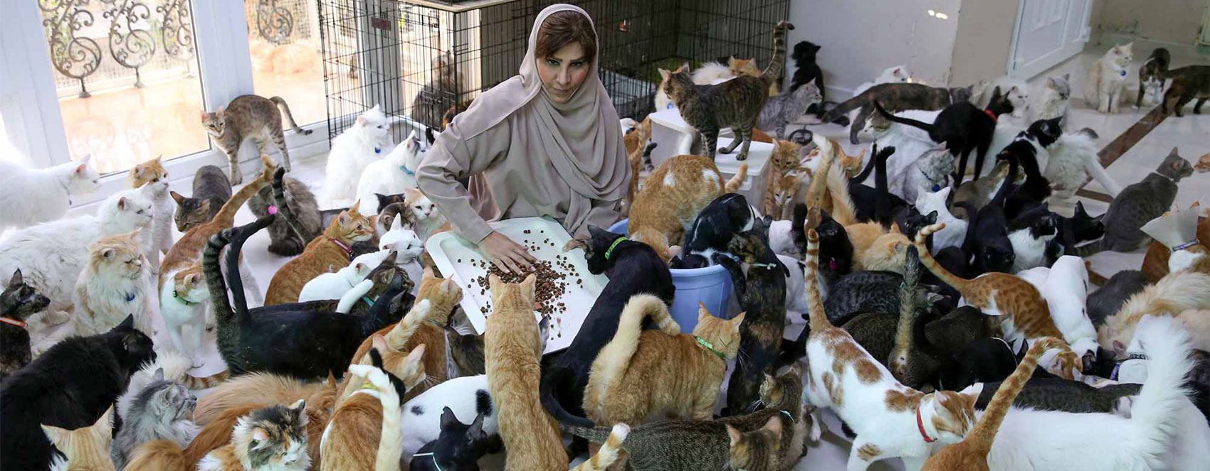 لە عومان ژنێک 480 پشیلە و 12 سەگ لە ماڵەکەی بەخێودەکات