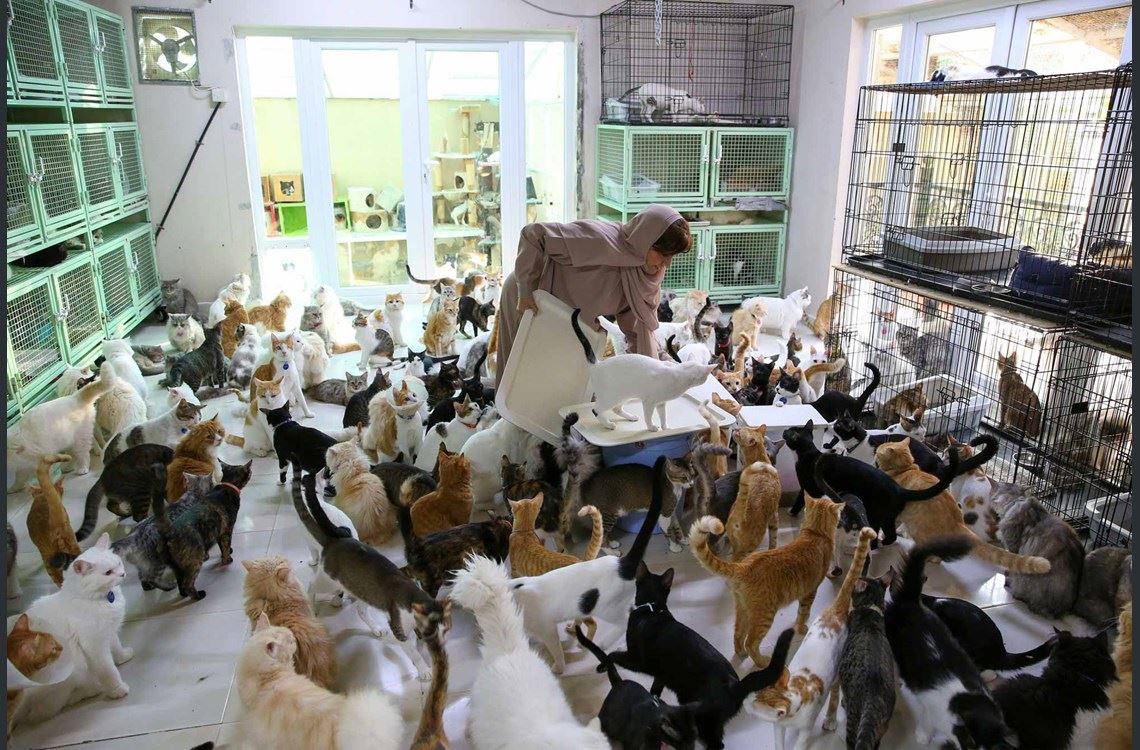 Ummanlı kadın 480 kedi ve 12 köpek ile birlikte yaşıyor