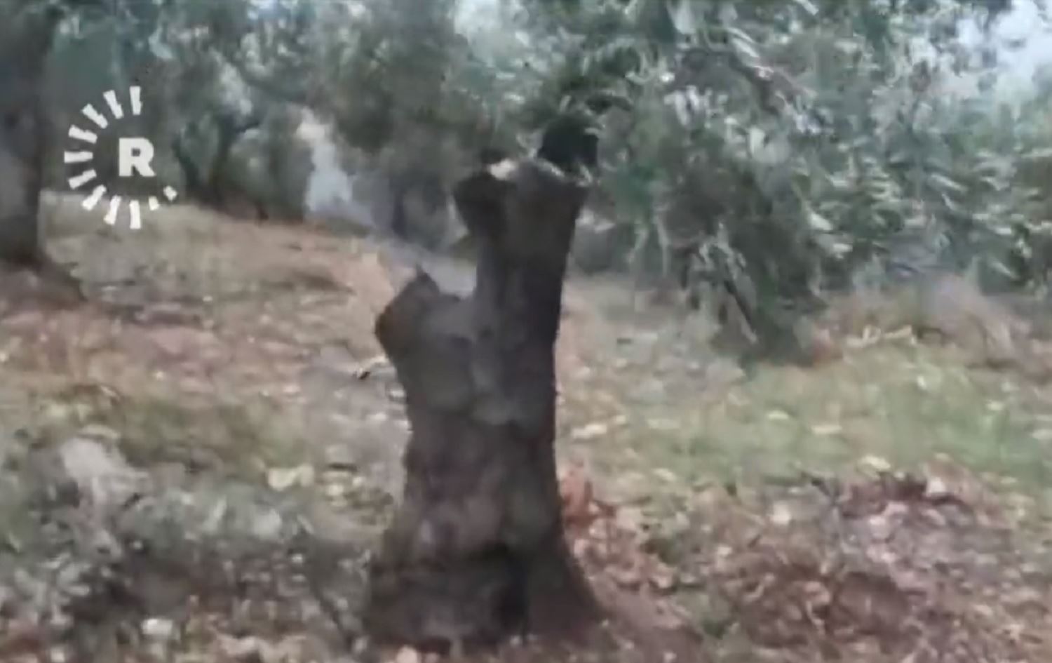 چەکداران لە عەفرین درەختی زەیتوون دەبڕنەوە و بۆ ئیدلبی دەنێرن