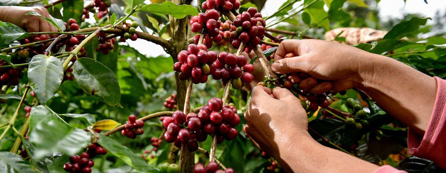 FOTO - Seradan fincana Endonezya kahvesi