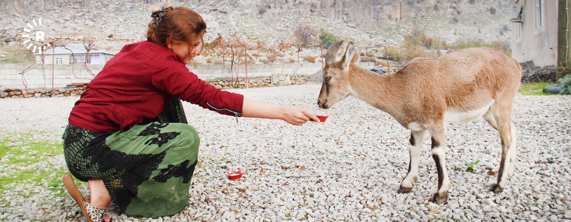 FOTO - Hakkarili genç kız dağ keçisini evde besliyor