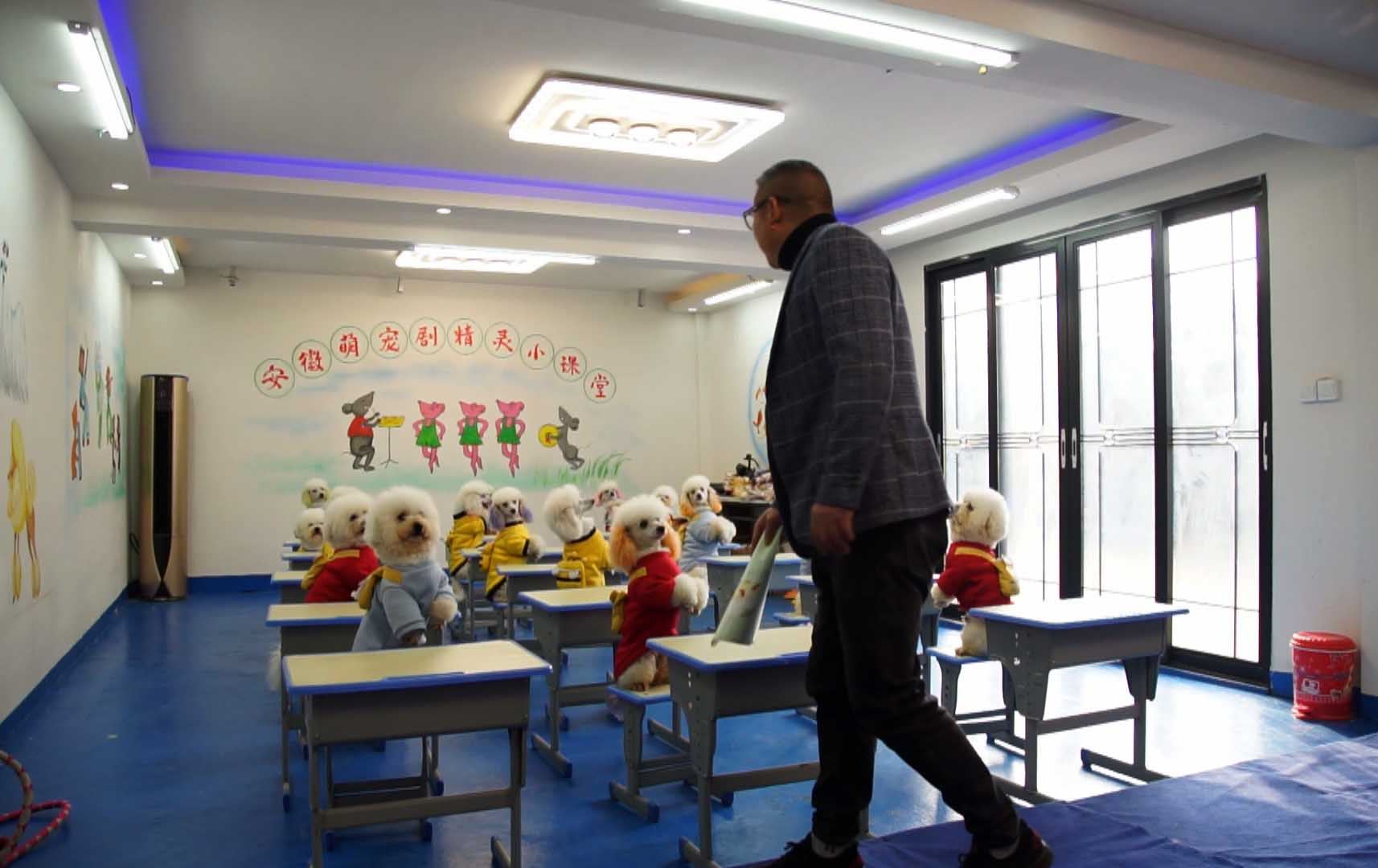 مامۆستایەک لە چین بیرکاری و ئینگلیزی فێری سەگەکانی دەکات