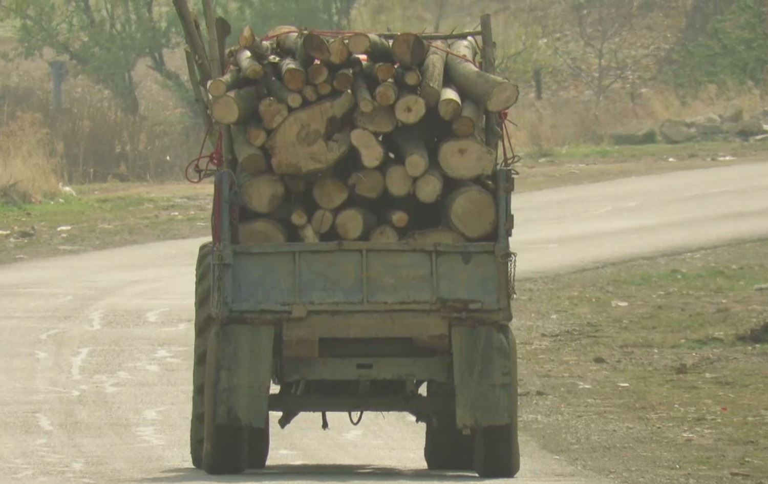 قاچاخچییەکان بوونەتە کرمی داری دارستانەکانی زاگرۆس