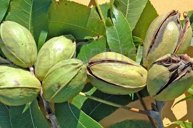 Îsal li parêzgeha Sine gûz gellekî kêm bûye