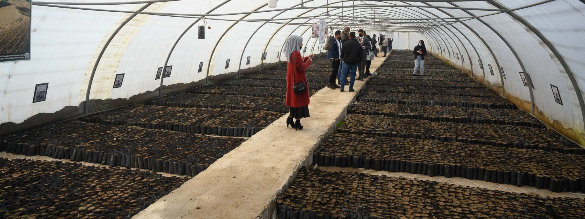 رێکخراوێک بۆ سەوزکردنی کوردستان ملیۆنێک داربەڕوو دەچێنێت