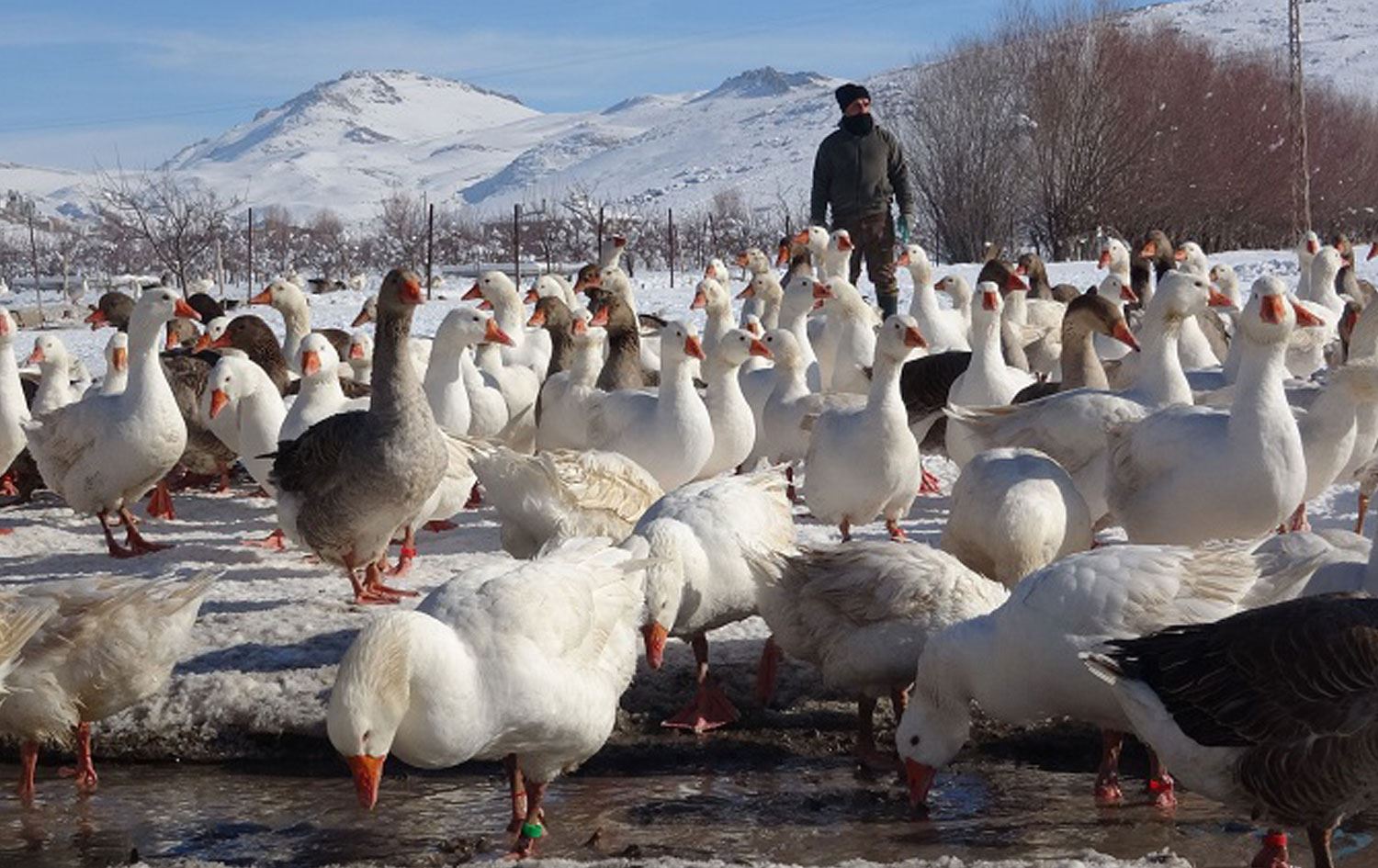 Fransa’dan getirilen yumurtalarla Van’da kaz çiftliği kurdu