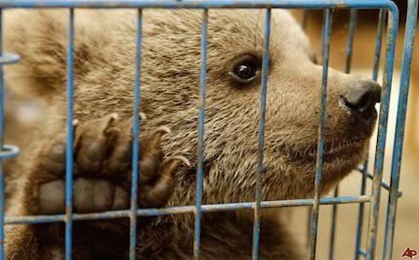 Poverty and Lax Laws Threaten Iraqi Wildlife