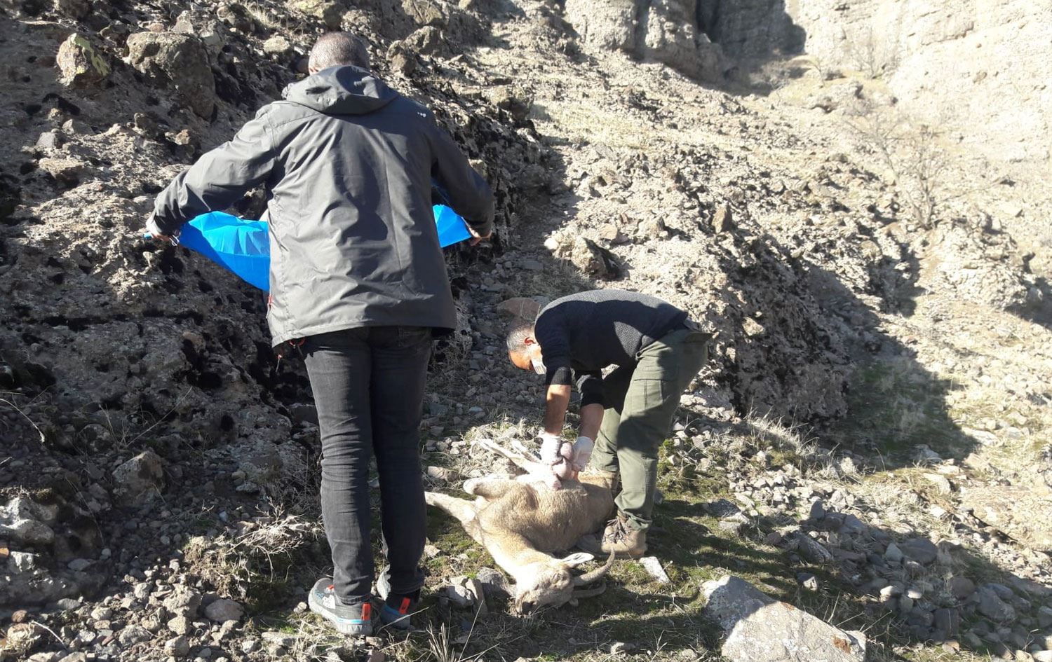 Dersim’de dağ keçileri salgından öldü