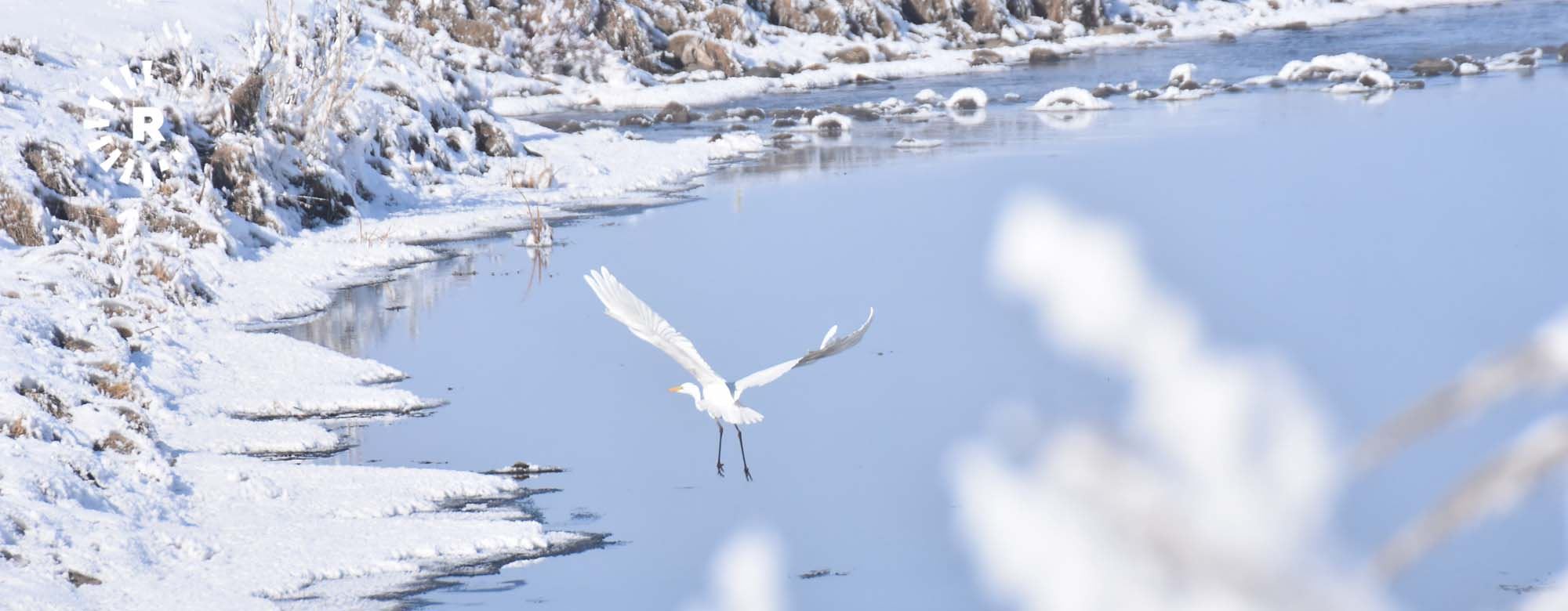 Teyrên koçer li Qersê