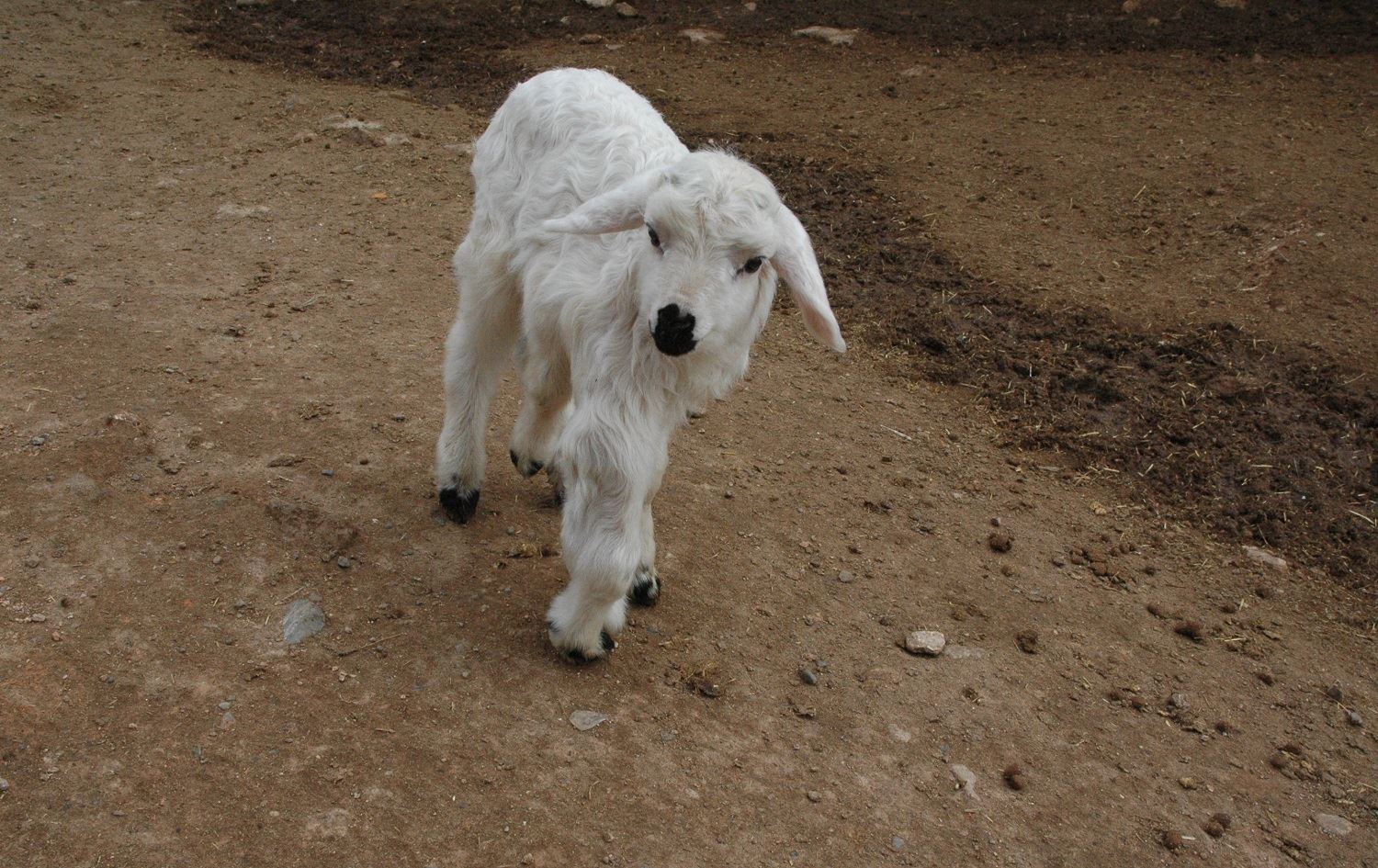 Li Amedê berxika 6 ling hat dinê