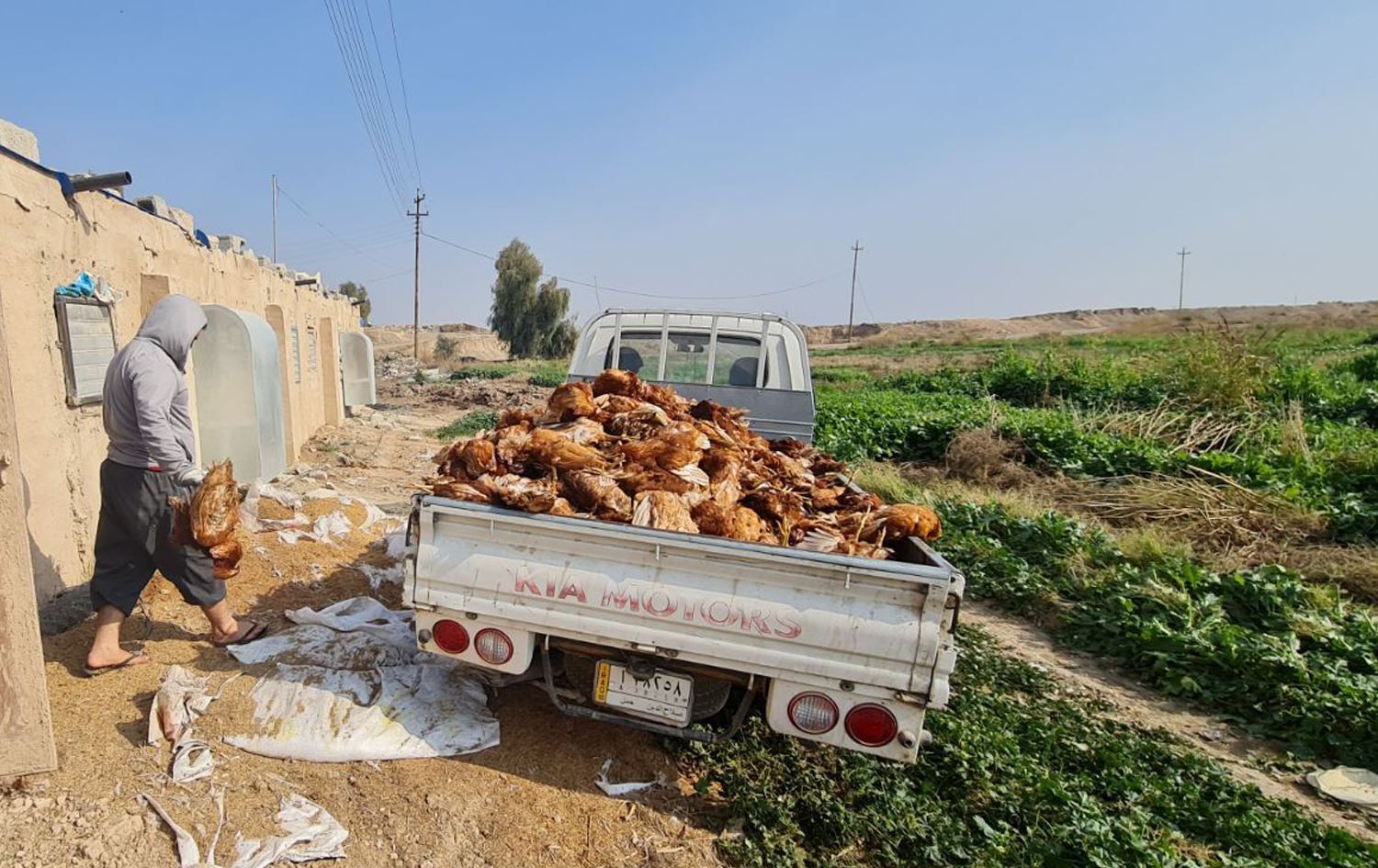 Irak'ta kuş gribi alarmı; Kürdistan Bölgesi tedbirler için harekete geçti